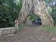 Arusha Fig Tunnel by Barbara Carr