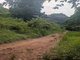 Lushoto Forest by Barbara Carr