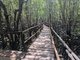 Jozani Forest Boardwalk by Barbara Carr