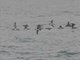 Yelkouan Shearwater (Puffinus yelkouan)