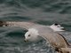 Yellow-legged Gull (Larus michahellis) - 2nd Winter