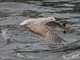 Yellow-legged Gull (Larus michahellis) - 1st Winter