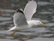 Yellow-legged Gull (Larus michahellis)