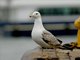 Yellow-legged Gull (Larus michahellis) - 2nd Winter