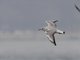 Black-headed Gull (Chroicocephalus ridibundus)