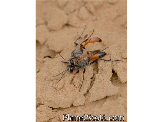 Cutworm Wasp (Podalonia sp)