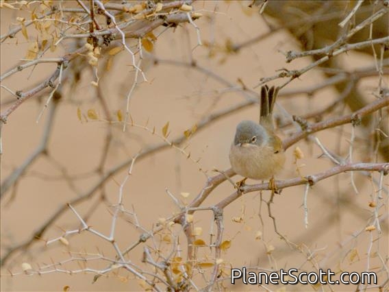 Spectacled Warbler (Curruca conspicillata)