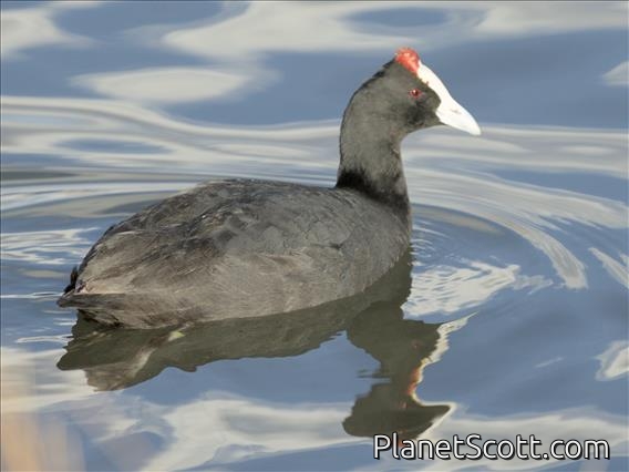 Red-knobbed Coot (Fulica cristata)