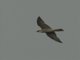 Peregrine Falcon (Falco peregrinus)