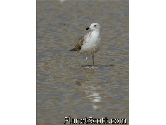 Yellow-legged Gull (Larus michahellis) - 1st Winter