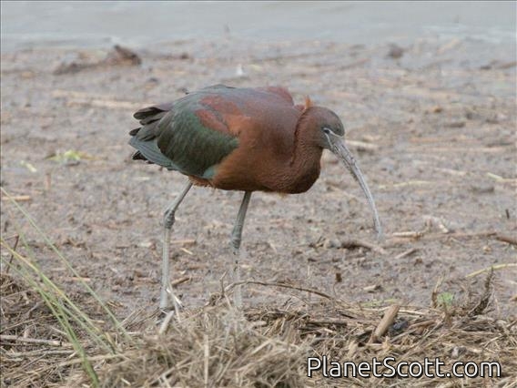 Glossy Ibis (Plegadis falcinellus)