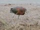 Glossy Ibis (Plegadis falcinellus)