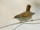 Cetti's Warbler (Cettia cetti)