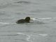 Black Scoter (Melanitta americana)