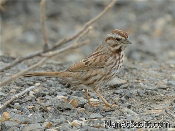 Song Sparrow (Melospiza melodia)