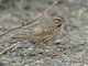 Song Sparrow (Melospiza melodia)