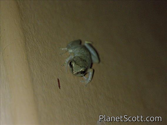 Lesser Antillean Whistling Frog (Eleutherodactylus johnstonei)