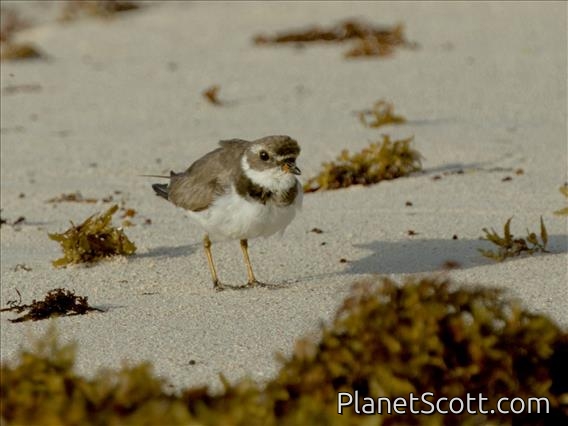Semipalmated Plover (Charadrius semipalmatus)
