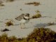 Semipalmated Plover (Charadrius semipalmatus)