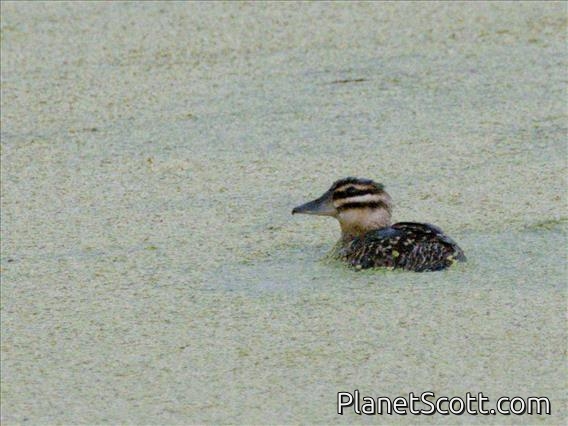 Masked Duck (Nomonyx dominicus)