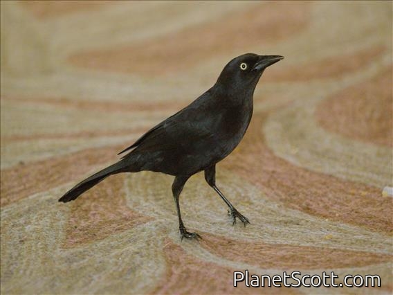 Carib Grackle (Quiscalus lugubris)