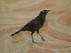 Carib Grackle (Quiscalus lugubris)