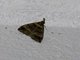 Litter Moth (Lascoria sp)