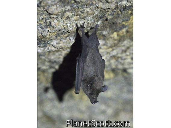 Miller's Long-tongued Bat (Glossophaga longirostris)