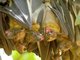 Straw-colored Fruit Bat (Eidolon helvum)