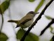 Black-whiskered Vireo (Vireo altiloquus)