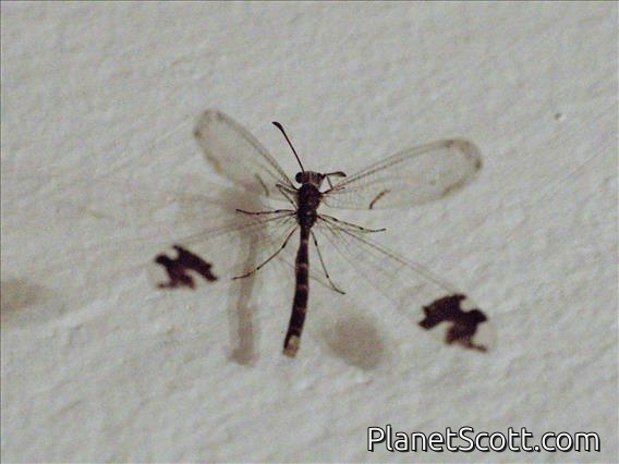 Picture-winged Antlion (Glenurus oswaldi)