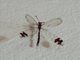 Picture-winged Antlion (Glenurus sp)