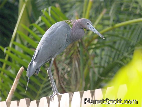 Little Blue Heron (Egretta caerulea)