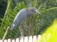 Little Blue Heron (Egretta caerulea)