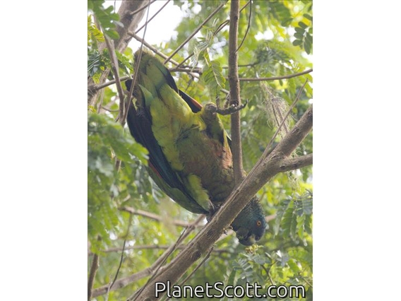 St. Lucia Parrot (Amazona versicolor)