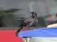 Carib Grackle (Quiscalus lugubris) - Male