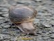 Giant West African Snail (Archachatina marginata)