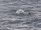 Sperm Whale (Physeter macrocephalus)