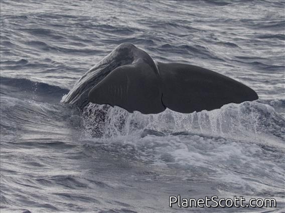 Sperm Whale (Physeter macrocephalus)