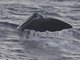 Sperm Whale (Physeter macrocephalus)