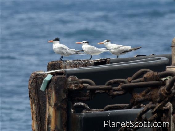 Royal Tern (Thalasseus maximus)