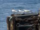 Royal Tern (Thalasseus maximus)
