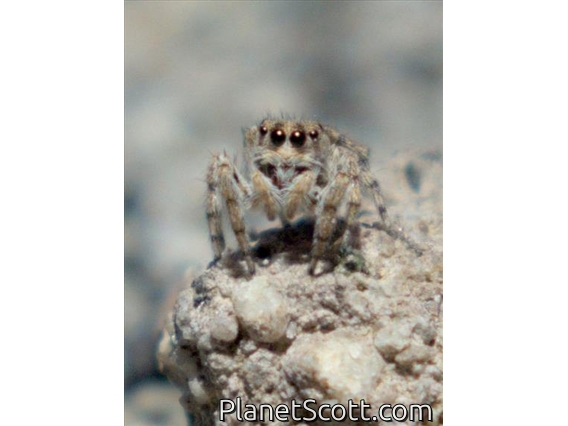 Paradise Jumping Spider (Habronattus sp)