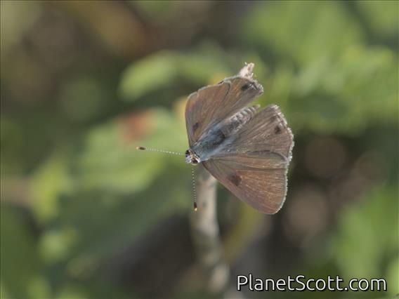 Disjunct Scrub-Hairstreak (Strymon bubastus)