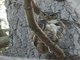 Great Horned Owl (Bubo virginianus)