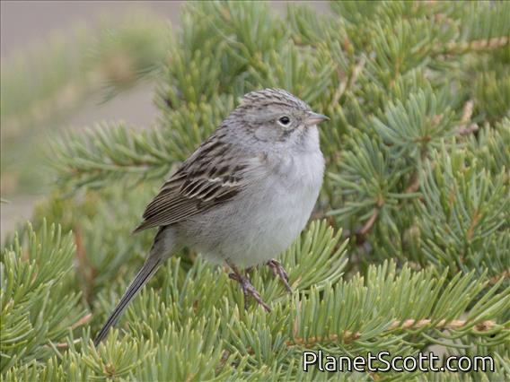 Brewer's Sparrow (Spizella breweri)