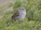 Brewer's Sparrow (Spizella breweri)