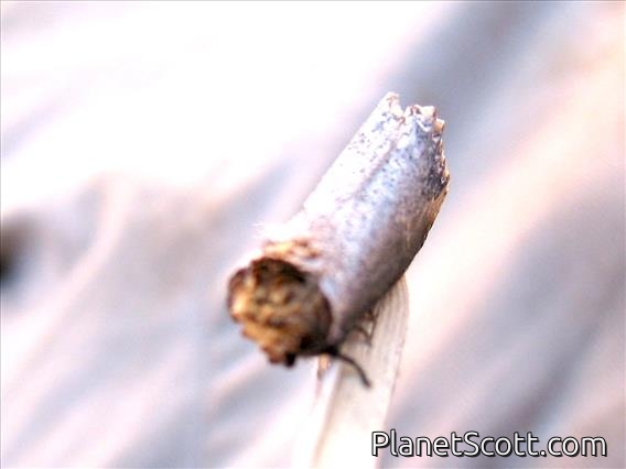 Lydenburg Buff (Antheua lydenburgi)