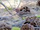 Cassin's Finch (Haemorhous cassinii) - Male