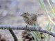Cassin's Finch (Haemorhous cassinii) - Female